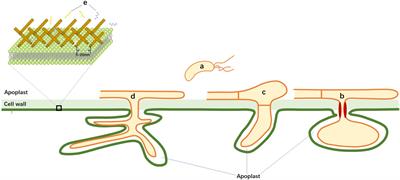 The right microbe-associated molecular patterns for effective recognition by plants